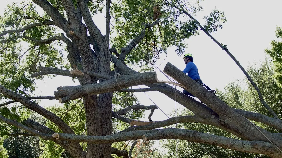 Professional Hazardous Tree Removal performed by certified arborists in Sadler